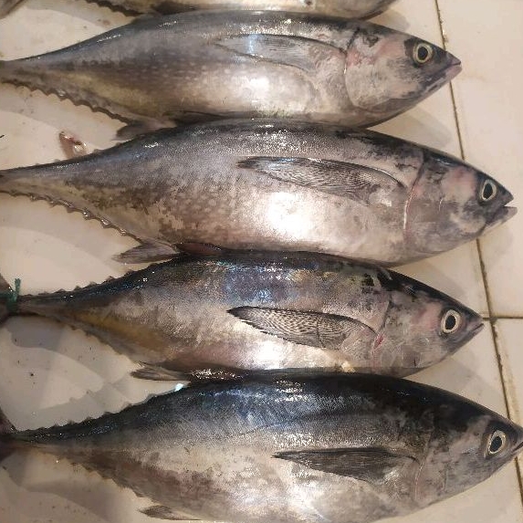 Jual Ikan Tongkol Segar 1 Kg Shopee Indonesia