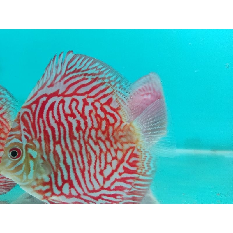 Jual Ikan Discus White Tiger 3,5