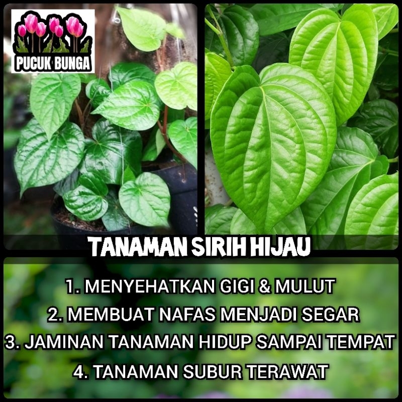 Jual Bibit Sirih Hijau Tanaman Herbal Daun Sirih Hijau Pohon Sirih Hijau Shopee Indonesia