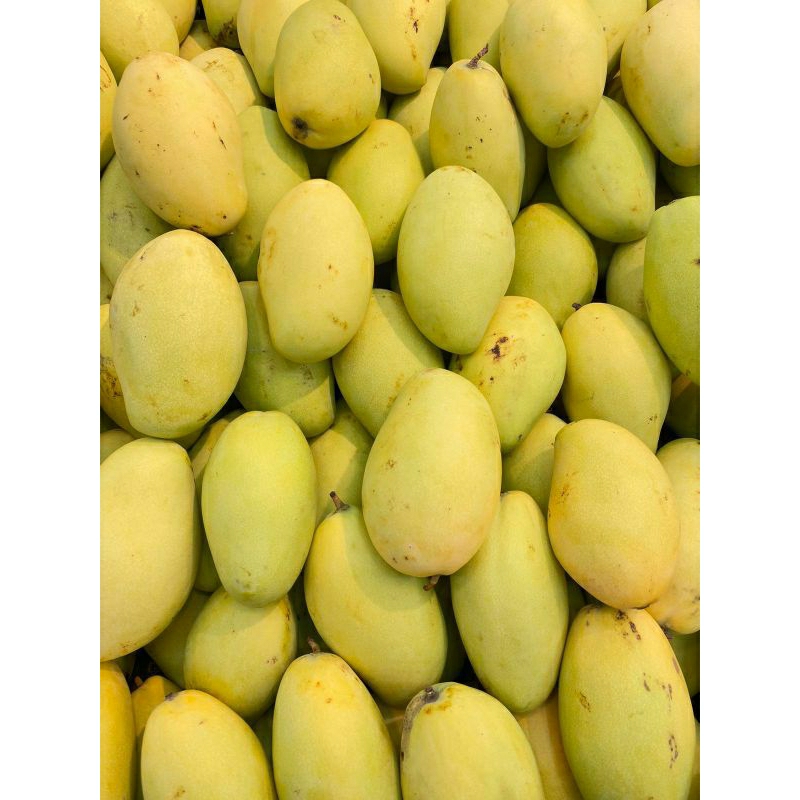 Jual Mangga Nam Dok Mai Super Mangga Namdokmai Golden 1 Kg Shopee Indonesia 3424