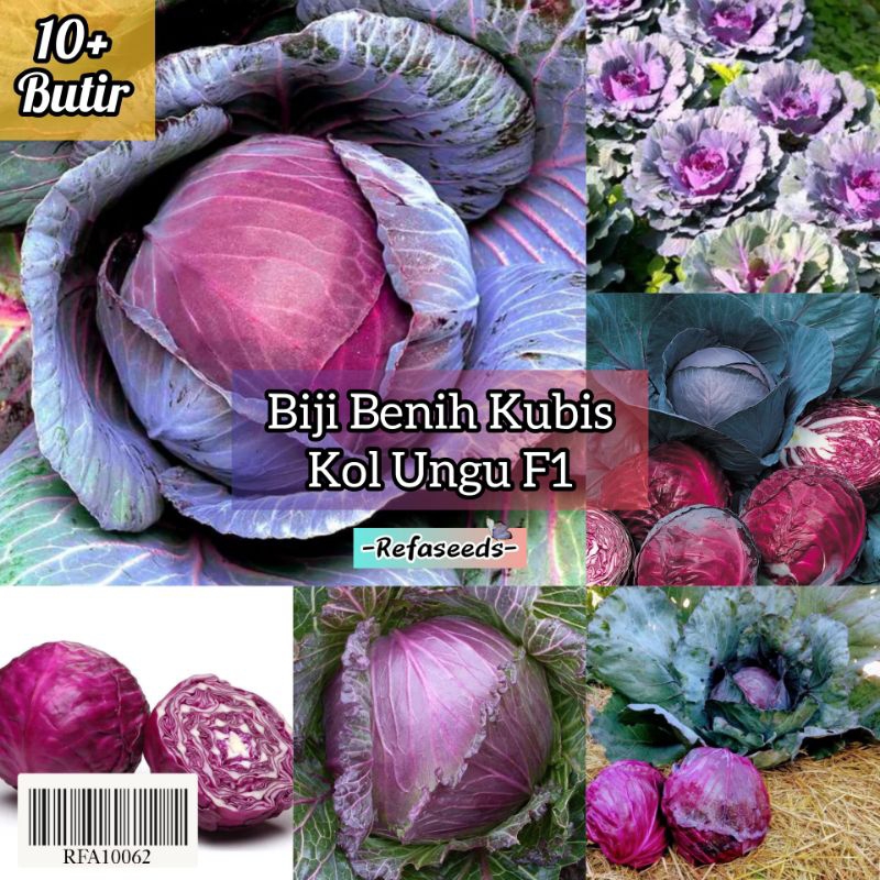 Jual Kemasan 10 Butir Benih Kol Kubis Ungu Super F1 Benih Kol Ungu