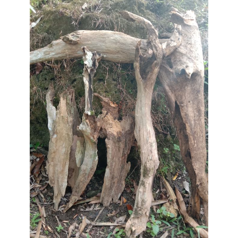 Jual AKAR RASAMALA PLUS KAYU RENTEK aquascape UKURAN JUMBO | Shopee ...