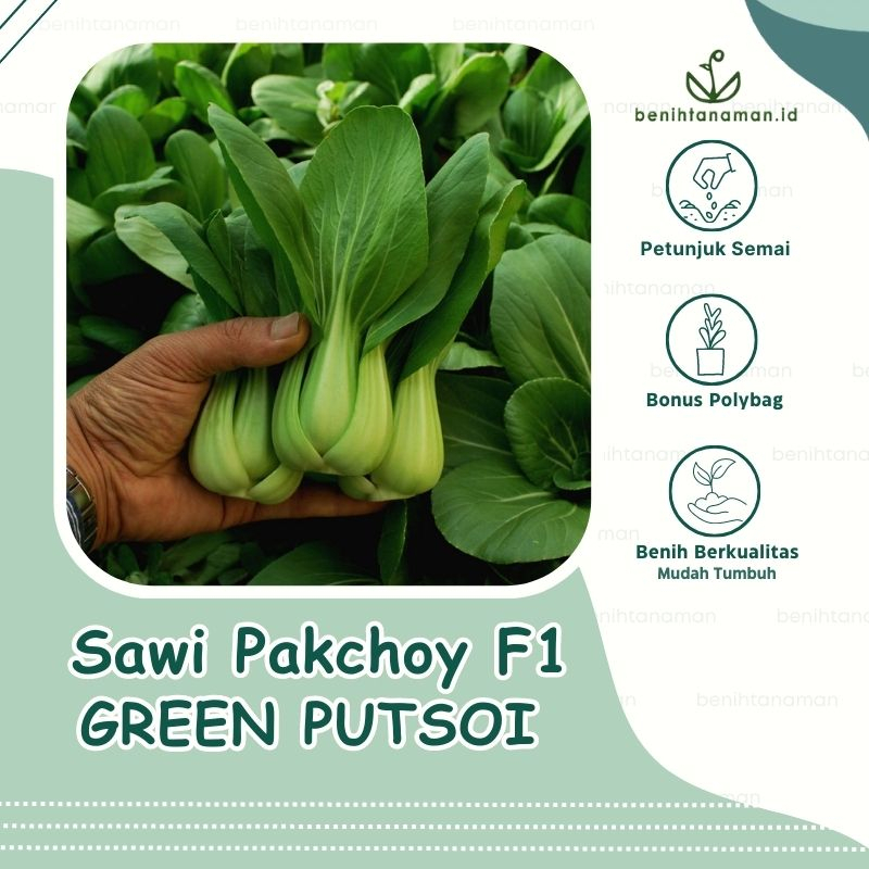 100 Biji - Benih Sawi Pakcoy Sawi Sendok Green Putsoi F1, 40 Hari Panen