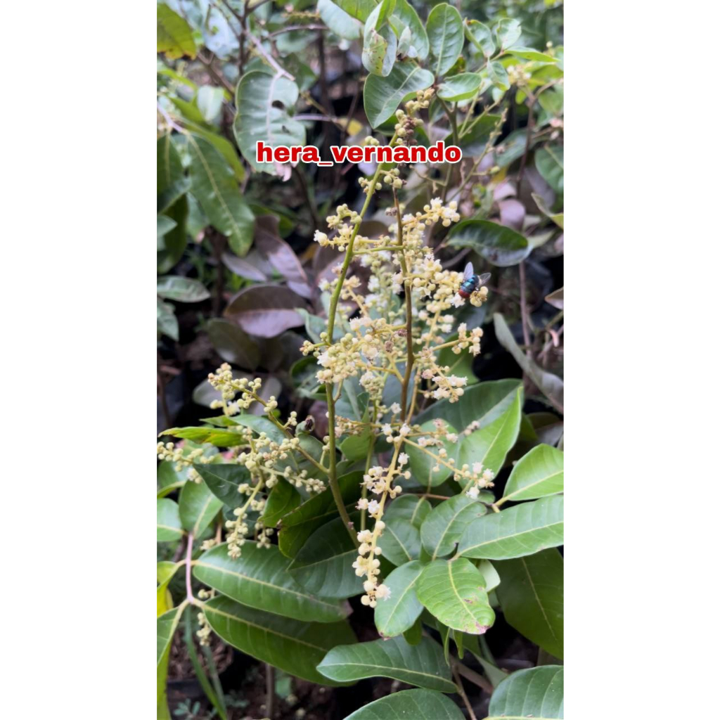 Jual Bibit Kelengkeng Matalada 1 Meter batang besar super | Shopee ...
