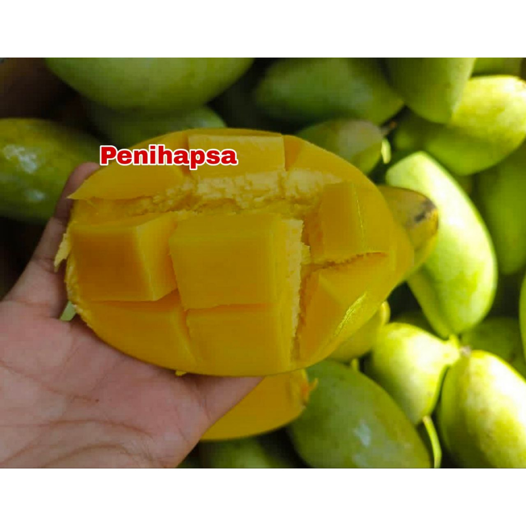 Jual Bibit Mangga Namdokmai Mun Golden Super Cepat Berbunga | Shopee ...