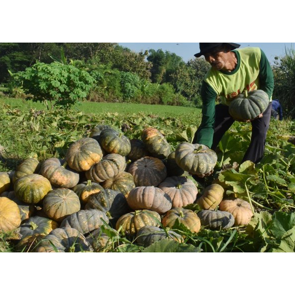 Jual Benih Biji Labu Kuning Besar KIRANA F1 25 Seed Asli Cap PERMATA ...