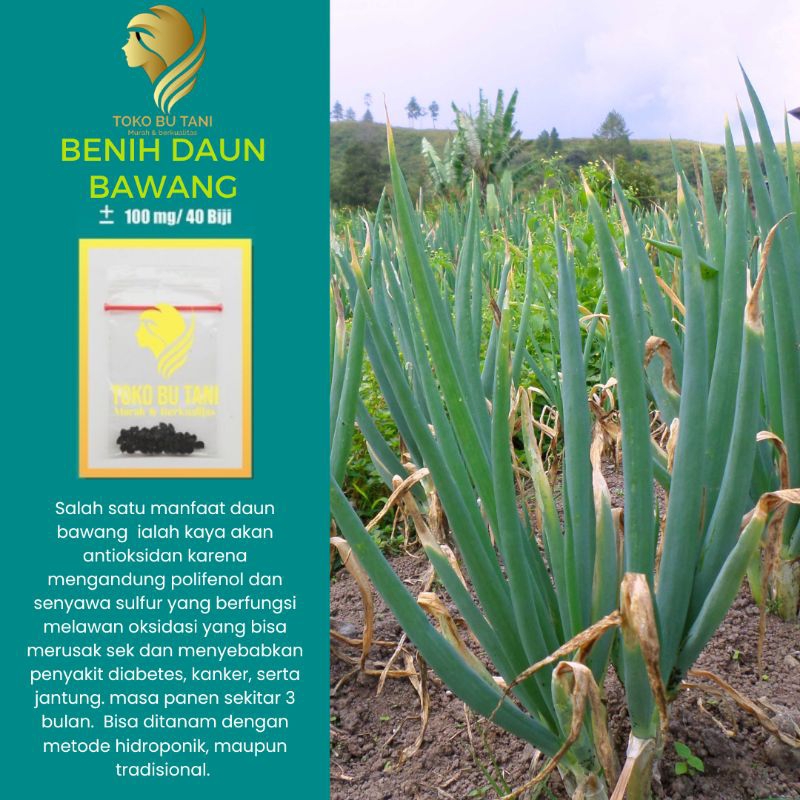 BTN Benih Sayuran Daun Bawang Sayuran Loncang Unggul Bibit Sayuran Berkualitas