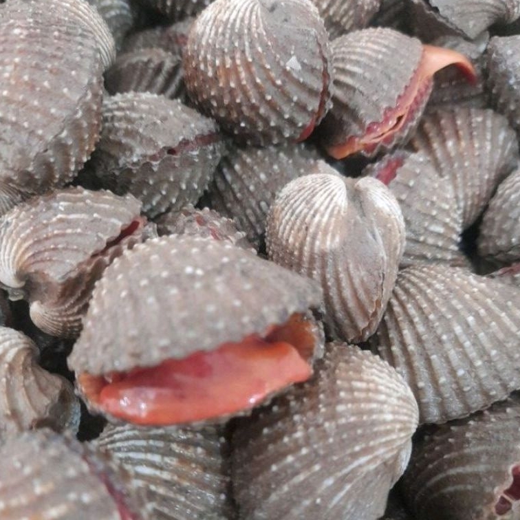 Jual Kerang Terlengkap & Harga Terbaru Juli 2026 | Shopee Indonesia