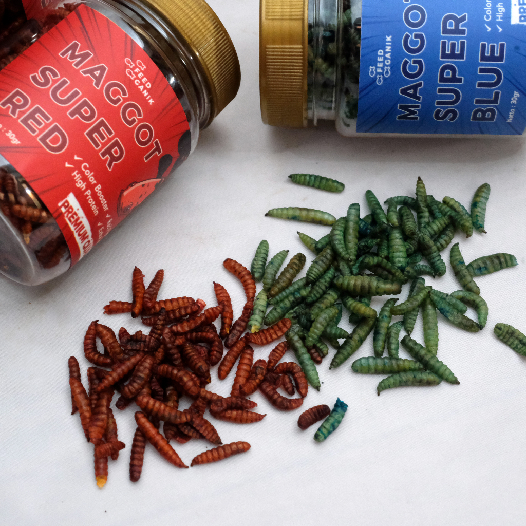 Jual Maggot BSF Maggot Magot Kering BLUE - RED COLOR BOOSTER Feedganik ...