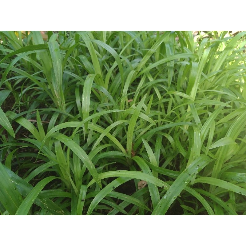 Jual Bibit Rumput ODOT bawangan | Rumput Super Pakan Sapi, Kambing ...
