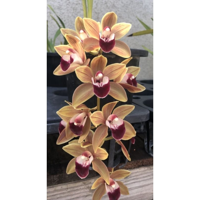 Jual Anggrek Cymbidium ( Memoria Amelia Earhart 'Tygr Jade' ) | Shopee ...