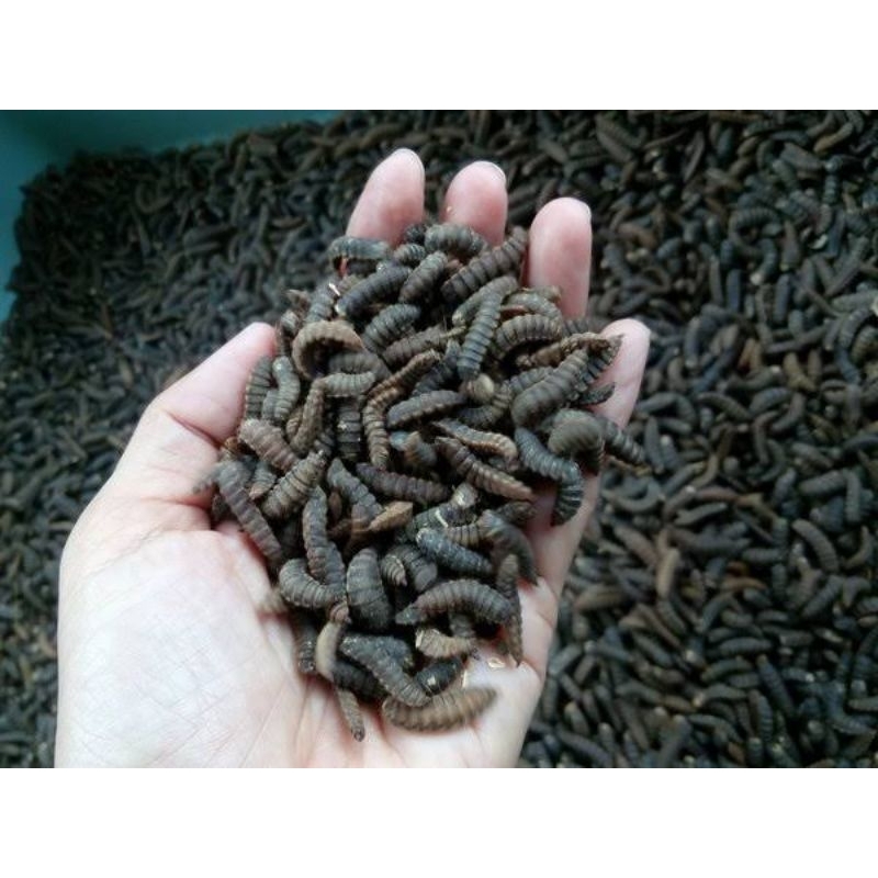 Jual PUPA Maggot BSF Indukan Lalat Black soldier Fly | Shopee Indonesia
