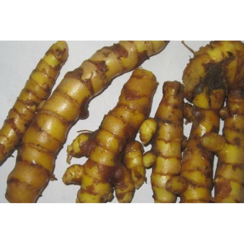 Jual Temu giring / temu kuning segar 1 kg sudah bersih | Shopee Indonesia