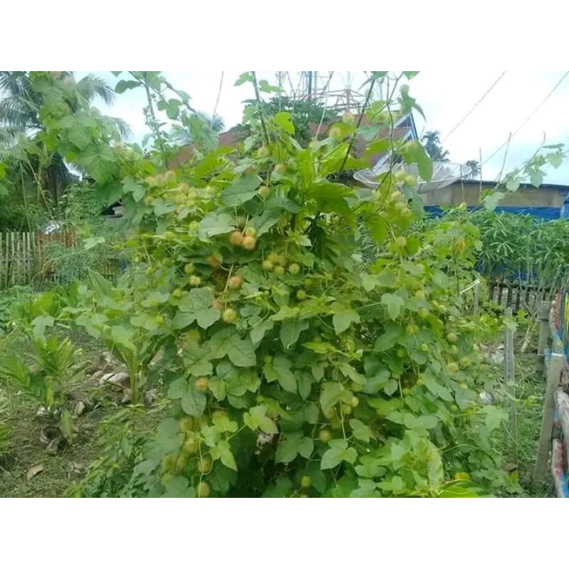 Jual Daun Rambusa Atau Cermot Kelubut 1 kg | Shopee Indonesia