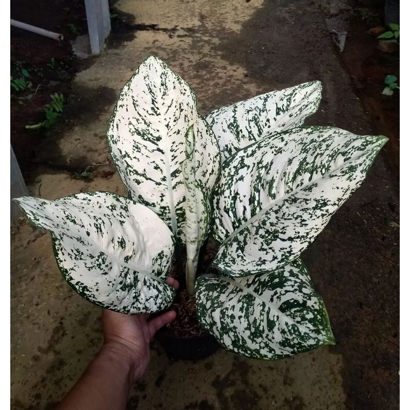 Jual Aglonema Blackmaron Tanaman Hias Aglonema Aglaonema Blackmaron