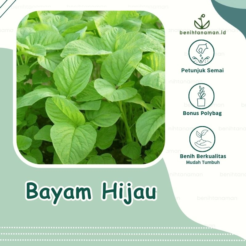 Benih Bayam Hijau SUPER 30 hari panen Kemasan Premium isi 1000 biji
