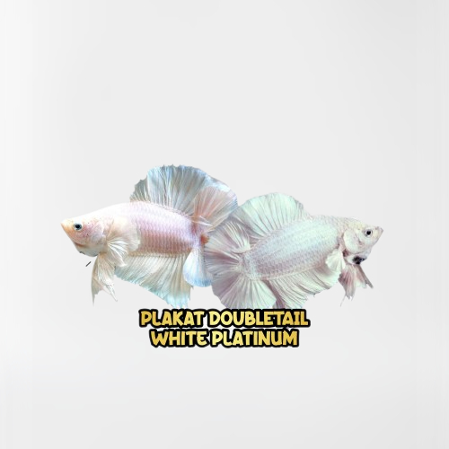 Jual plakat/double/tail/pkdt/white/platinum/wp Shopee Indonesia