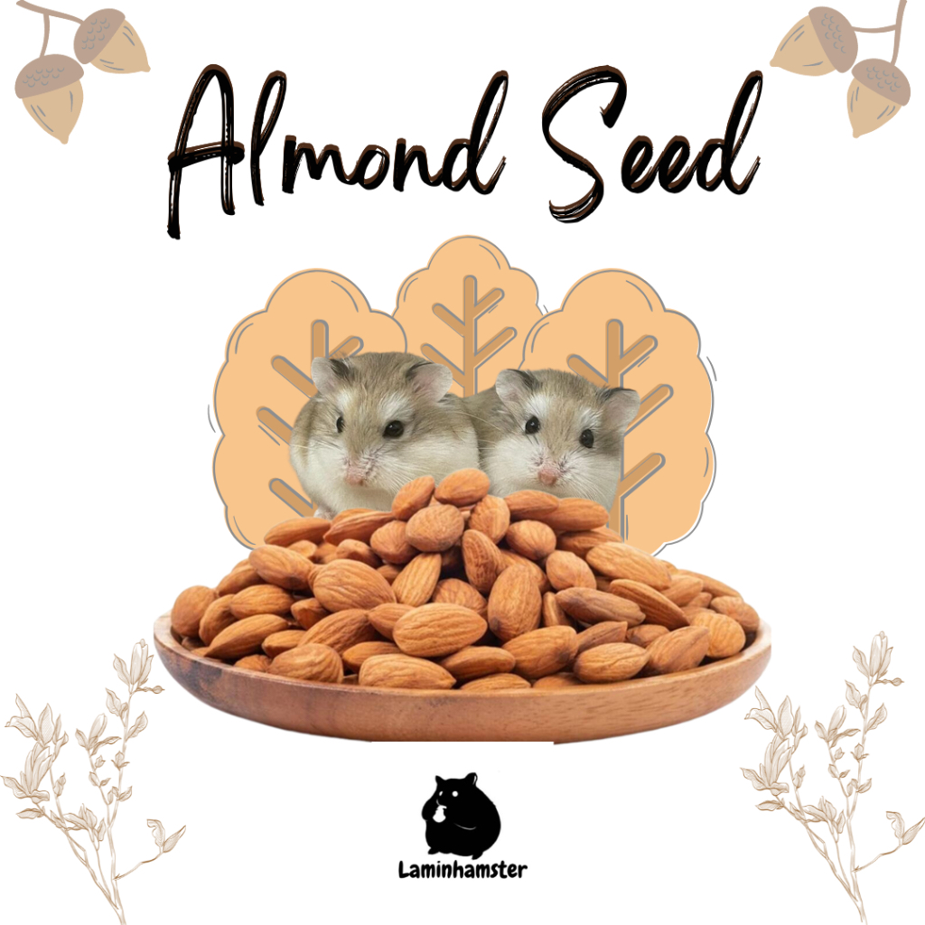 Jual Almond Seed Biji Almond Snack Hamster Shopee Indonesia