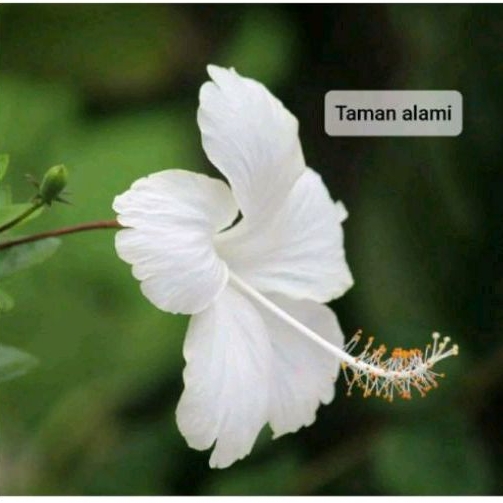 NEW!!TANAMAN HIAS HIBISCUS WHITE STAR REMAJA//BUNGA SEPATU