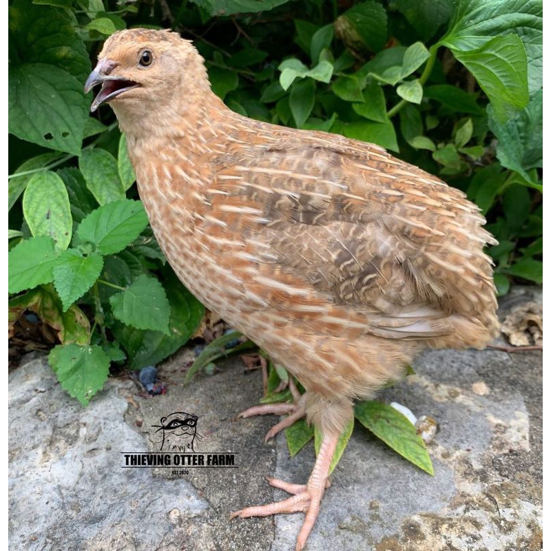 Jual Burung Puyuh Afkir - Puyuh Afkir - Daging Puyuh | Shopee Indonesia