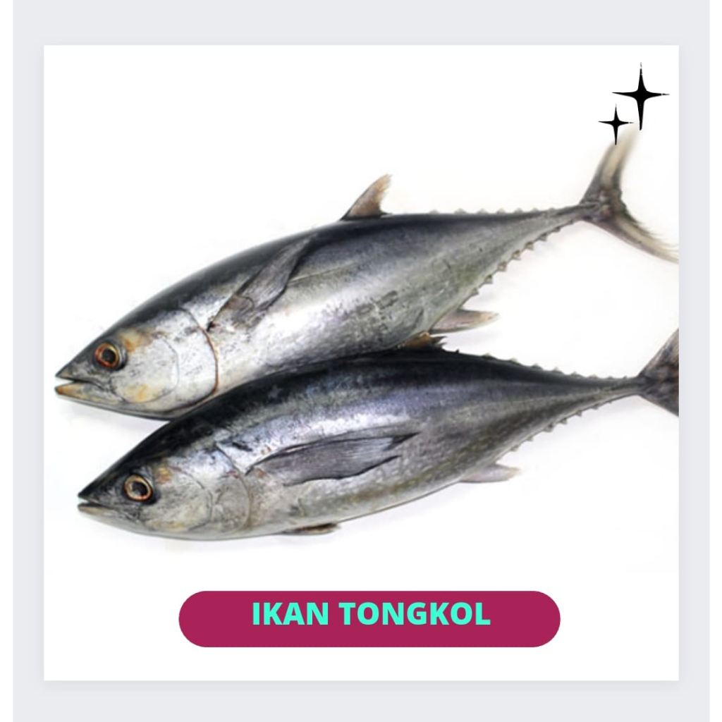 Jual Ikan Tongkol Segar 1kg Shopee Indonesia