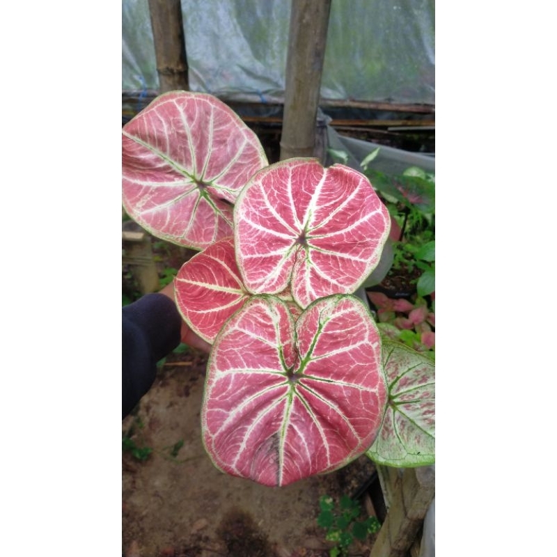 Jual caladium big bos thailand series | Shopee Indonesia