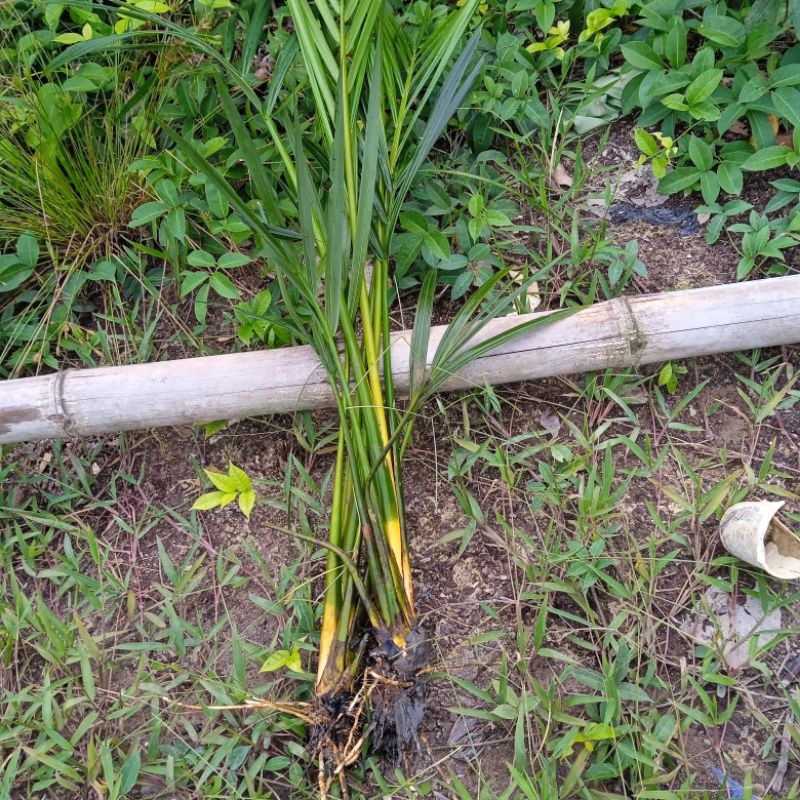 Jual Pohon Bibit Rumbia Bibit Buah Dahon Tanaman Rumbia Dahon/ 50-60cm ...