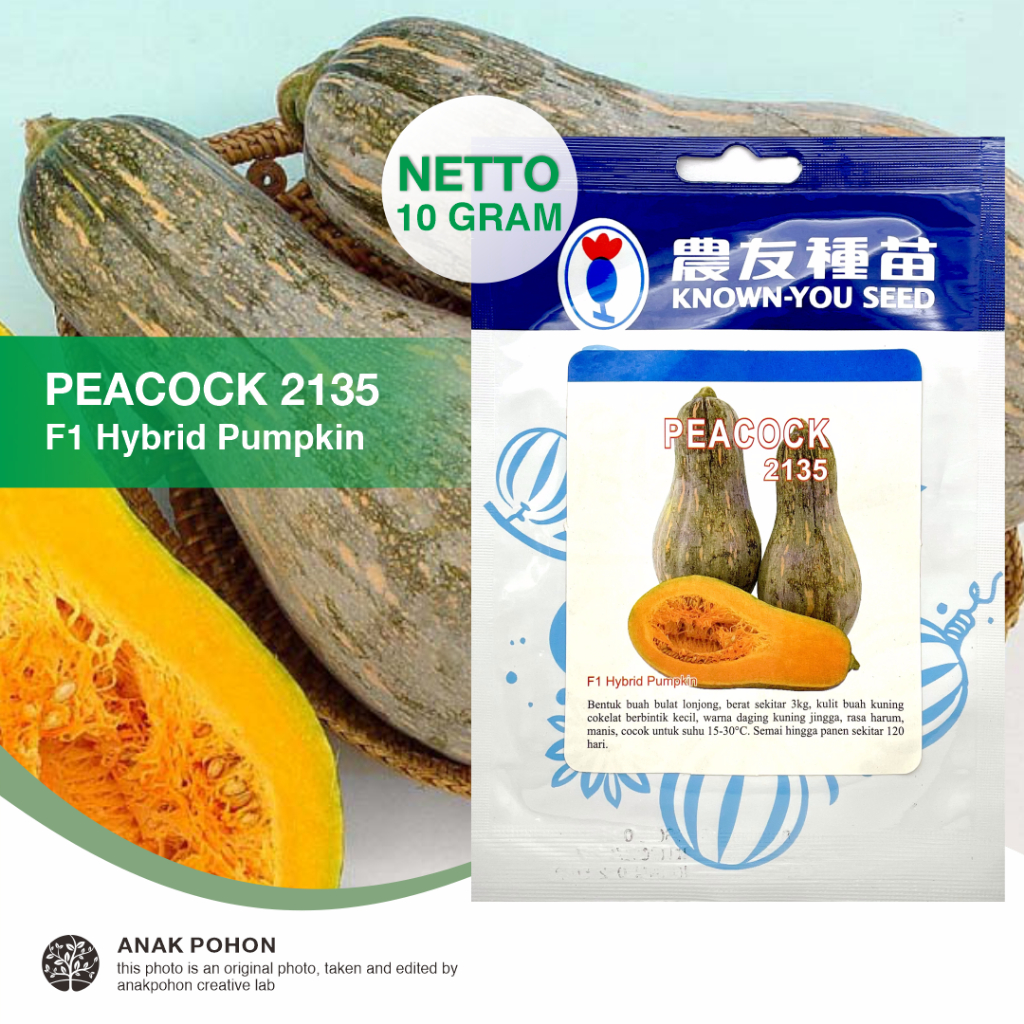Jual (1 PACK) Benih Labu Madu PEACOCK 2135 Hibrida F1 Seeds - Known You ...