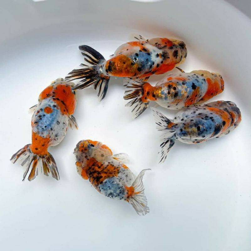 Jual IKAN HIAS RANCU RANCHU CALICO / IKAN MAS KOKI RANCU CALICO IKAN ...