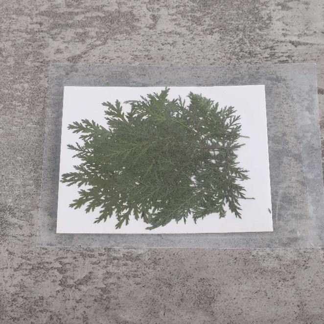 Jual CERITA RESIN - Bunga Kering Artemisia Apiacea Dried Flower for ...