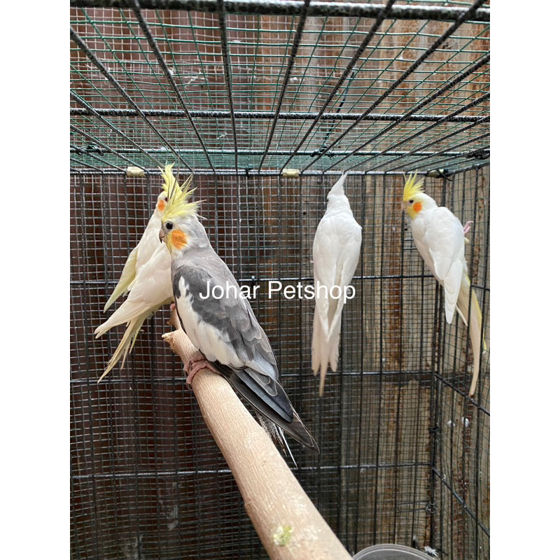 Jual cockatiel hot sale