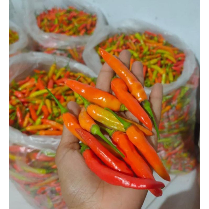 Jual Cabe Rawit Merah Hot Wonogiri Shopee Indonesia