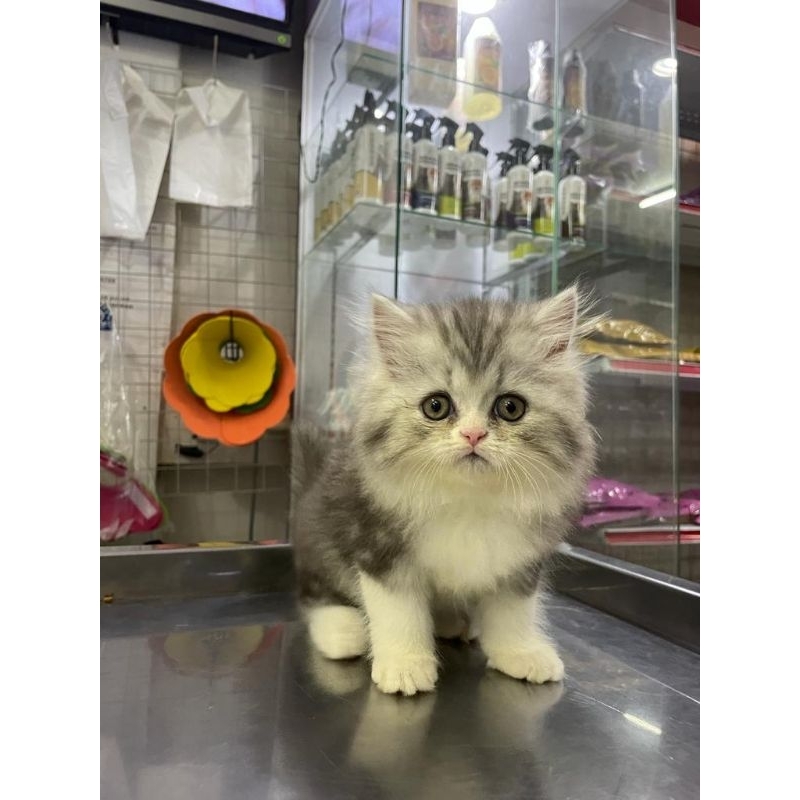 Jual Lepas adopt kucing persia himalayan bsh bengal munchkin