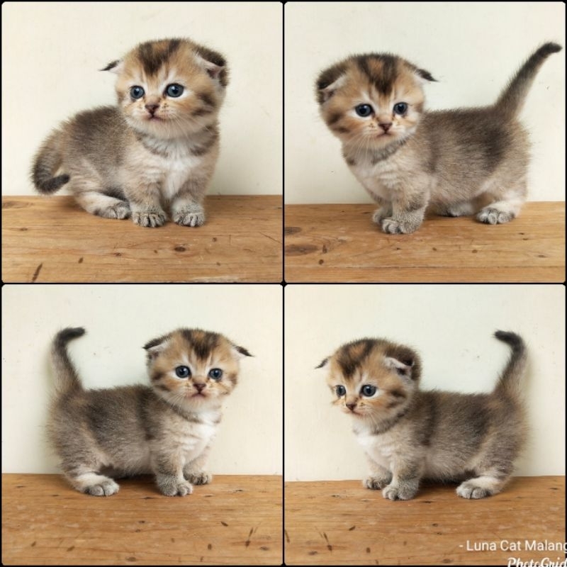 Jual kucing munchkin gaelic fold | Shopee Indonesia