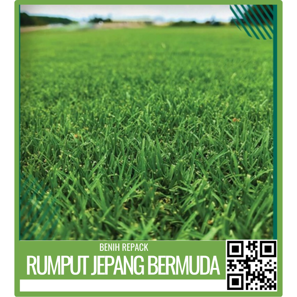 Jual Benih Bibit Rumput Jepang Bermuda Grass Seed Isi 200 Biji Kemasan