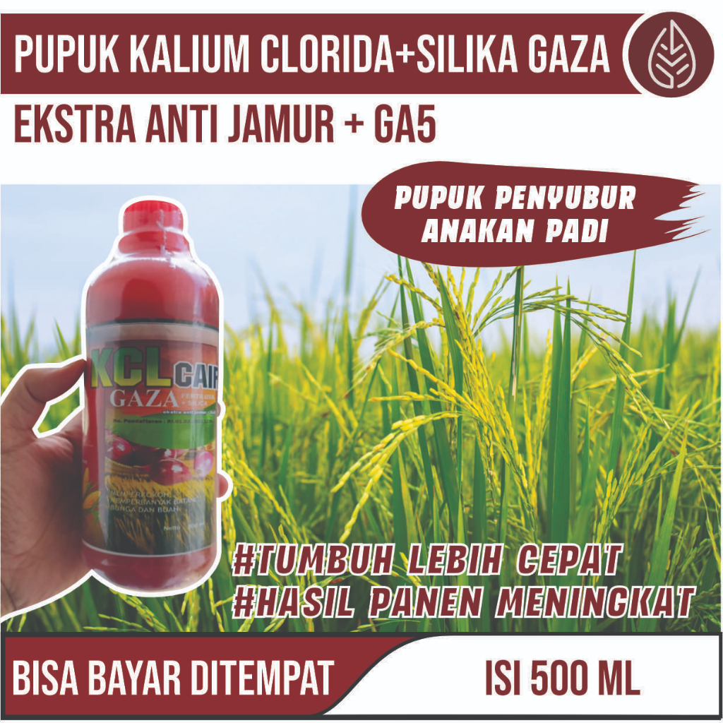 Jual Pupuk KCL Cair Gaza pupuk Padi Sawah buah lebat kcl pupuk kcl pupuk untuk Padi Terbaik