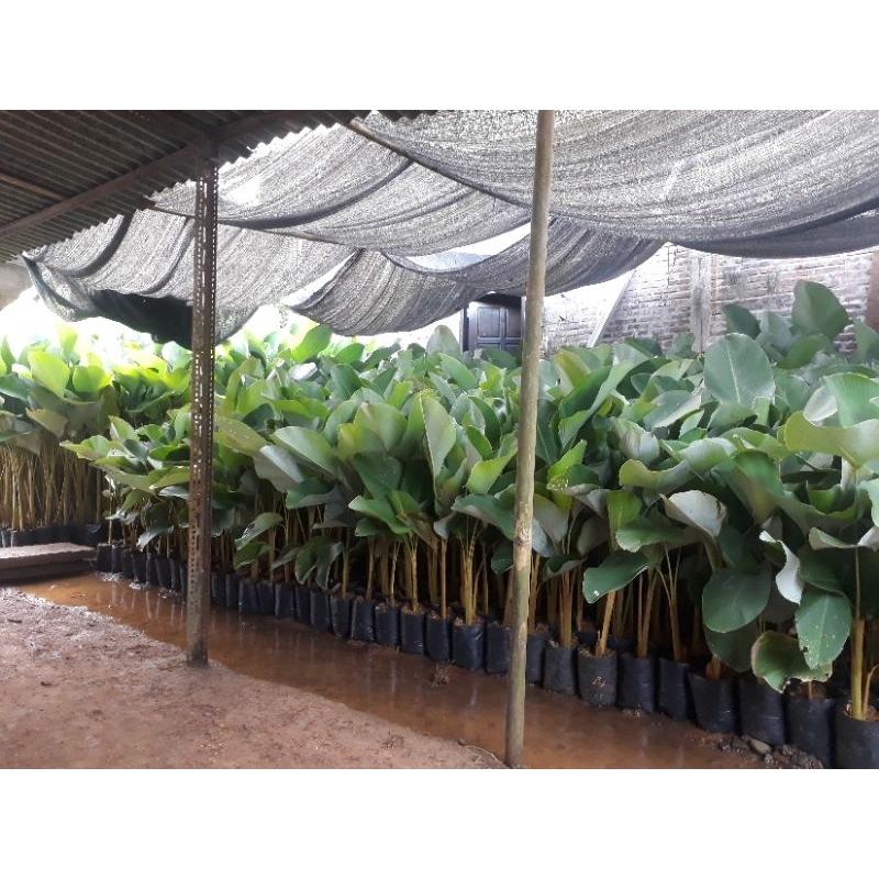 Jual Calathea Lutea Pisang Pisangan Tanaman Hias Outdoor Indoor