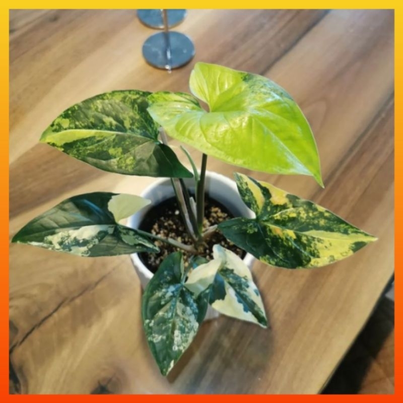 Jual Tanaman Hias Hidup Syngonium Original Yellow Variegata Bunga