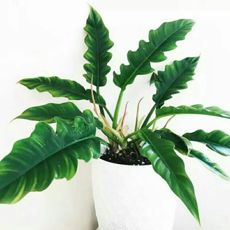 Jual Pilo Gergaji philodendron | Shopee Indonesia