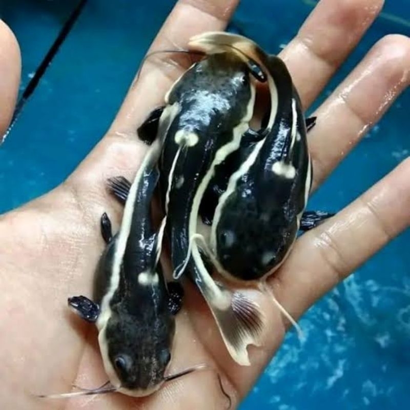 Jual ikan rtc cetfish | Shopee Indonesia