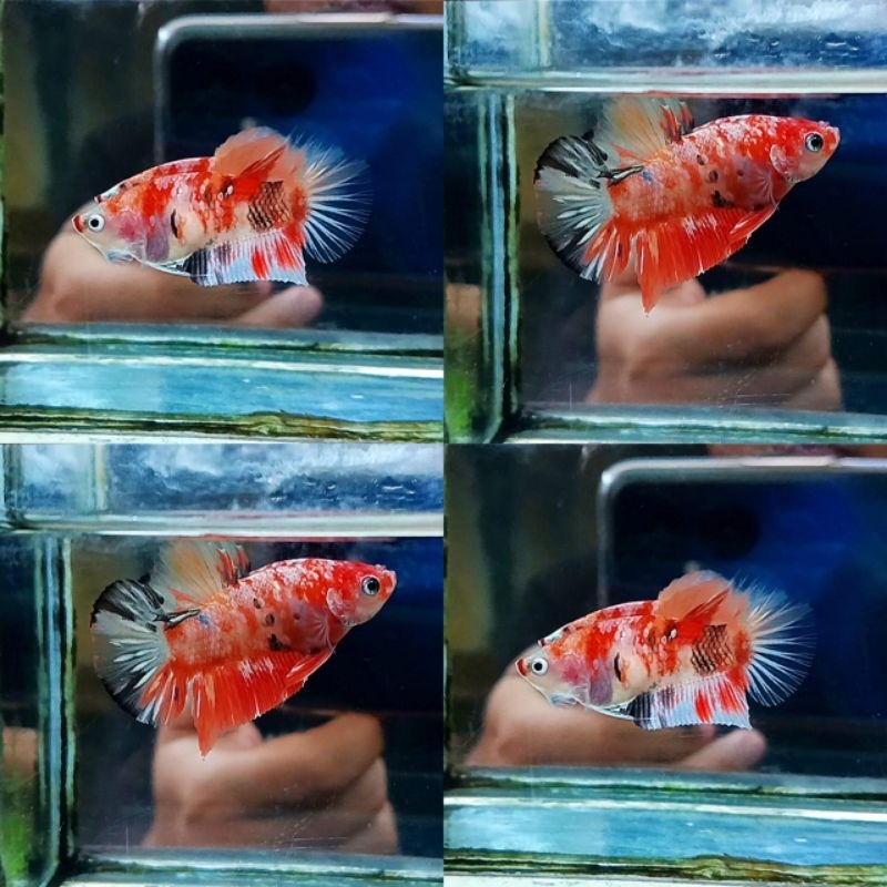 Jual Nemo cooper ( pair ) bonus 2 | Shopee Indonesia