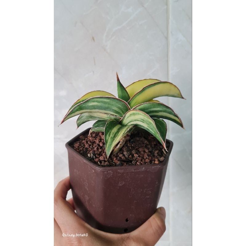 Jual Sansevieria Robusta Dwarf White Variegated Shopee Indonesia 