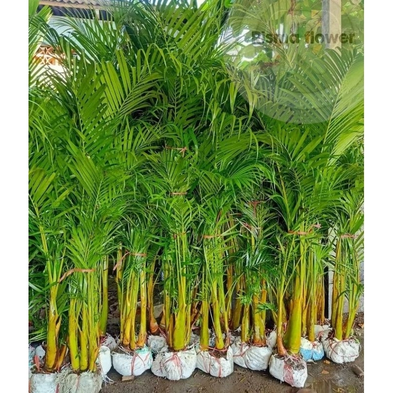 Jual Tanaman hias pohon palem kuning per rumpun tinggi ±1.5 meter ...