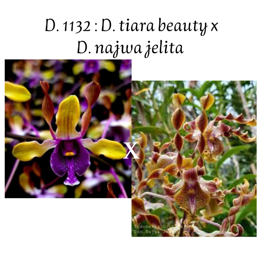 Jual Anggrek dendrobium tiara beauty x najwa jelita keriting remaja ...