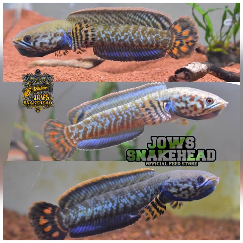 Jual CHANNA BLEHERI 7-8cm RAINBOW SNAKEHEAD Grade A++ | Shopee Indonesia