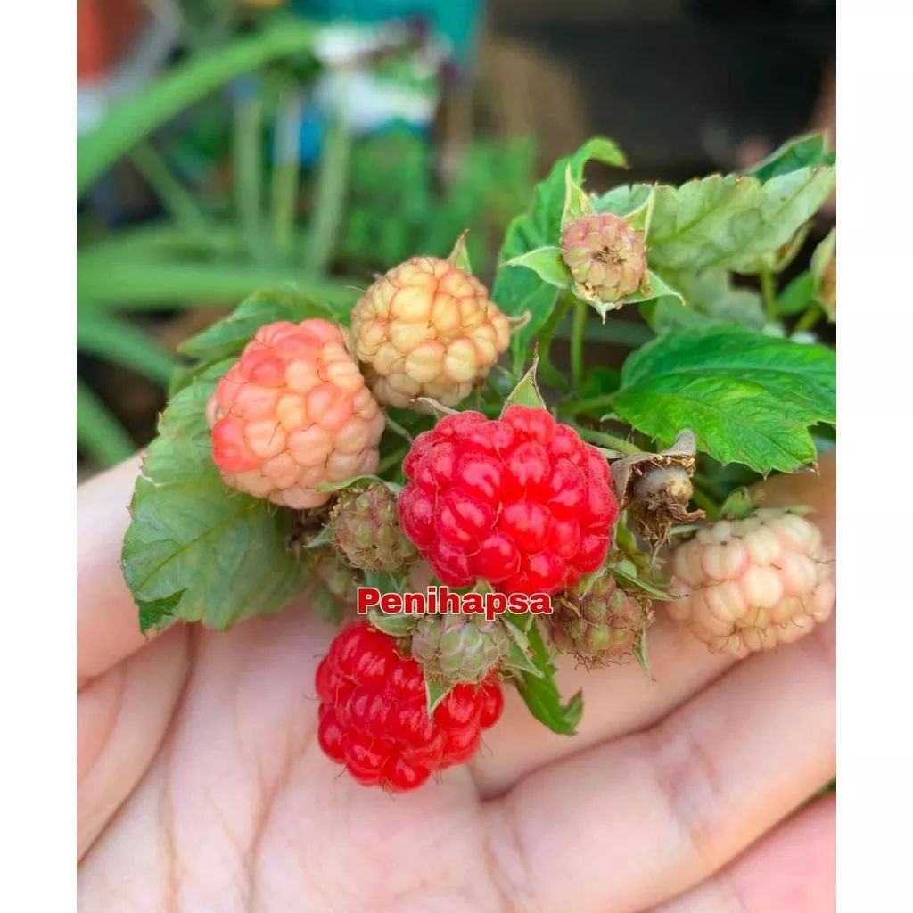 Jual Bibit Raspberry Merah Super Cepat Berbuah | Shopee Indonesia