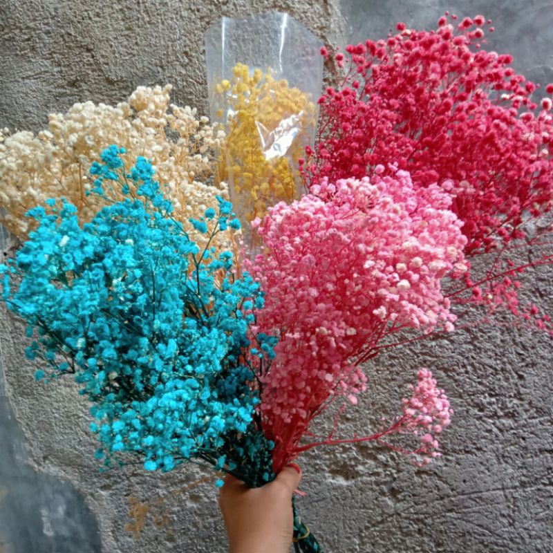 Jual Baby breath harga perikat (20 gr) Shopee Indonesia