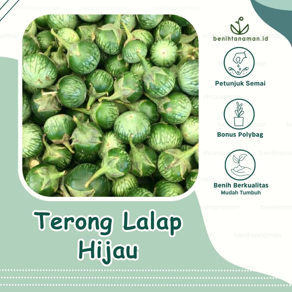 Benih Terong Lalap Hijau Premium Isi 30 Biji ,Mudah Tumbuh cocok untuk lalap