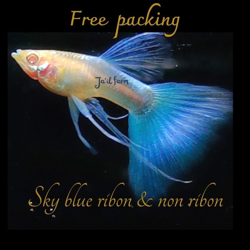 Jual FREE XTRA PACKING - SKY BLUE RIBON & NORMAL | Shopee Indonesia