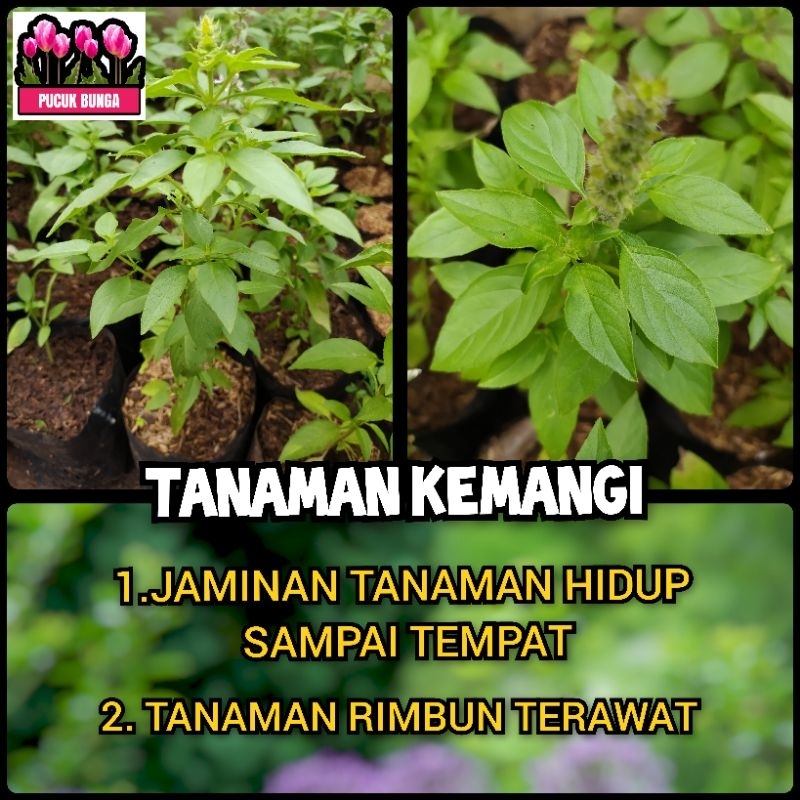 Jual Kemangi Lalap Tanaman Daun Kemangi Lalap Bibit Kemangi Pohon ...